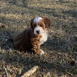 Cavapoos, Havanese, Havapoos, and Poodles from West Cobb Dogs