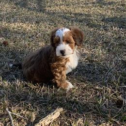 Cavapoos, Havanese, Havapoos, and Poodles from West Cobb Dogs