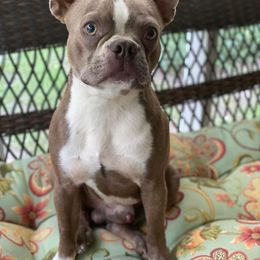 Baxter - Boston Terrier
