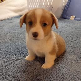 Sasha AKC registered - White and fawn female Pembroke Welsh Corgi puppy in Montgomery County, Tennessee from Anita’s little Corgi Haven