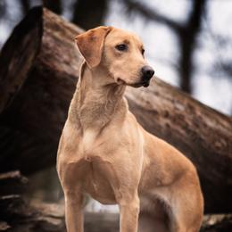 Vanna - Labrador Retriever