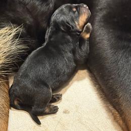 Rottweiler Puppies from Von Hause Sarjen