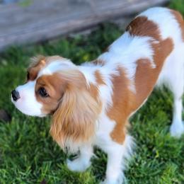Maple - Cavalier King Charles Spaniel