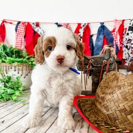 Emoji - Parti male Goldendoodle puppy in Pleasant Grove, Utah from Destination Doodles