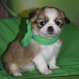 Poppy - Fawn and white female Chihuahua puppy in Gloucester, Virginia from Charlotte's Web of Chihuahuas