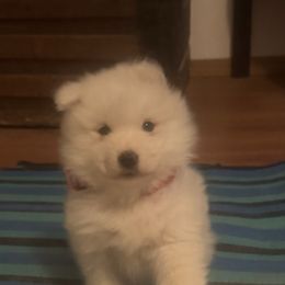 Red girl - White and biscuit female Samoyed puppy in Goldendale, Washington from Better’s Samoyeds