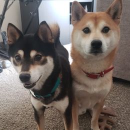 Shiba Inu from Ka-Shira Shibas