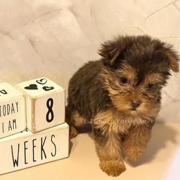 Jill - Chocolate and tan female Yorkshire Terrier puppy in Jacksonville, Florida from TLJ Choco Yorkie Love