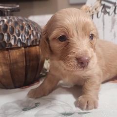 Girl 1 - Red Dachshund puppy in Batesville, Arkansas from Firelight Mini Dachshund