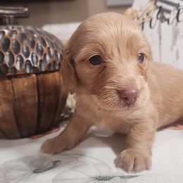Girl 1 - Red Dachshund puppy in Batesville, Arkansas from Firelight Mini Dachshund