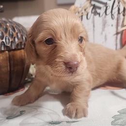 Girl 1 - Red Dachshund puppy in Batesville, Arkansas from Firelight Mini Dachshund