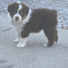 Australian Shepherd Puppies from AussieLand Shepherds