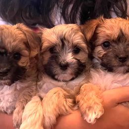 Morkies and Yorkshire Terriers from Supreme Pups