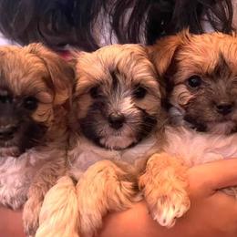 Morkies and Yorkshire Terriers from Supreme Pups