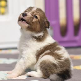 Truffle - Sable merle and white female Shetland Sheepdog puppy in Wolcott, Indiana from Southside Shelties