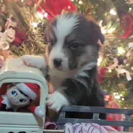 Pink Bandana girl - Black and tan female Pembroke Welsh Corgi puppy in Cherokee, Oklahoma from MCS Farms-OK