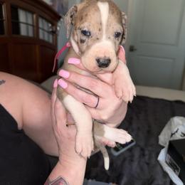 Pink collar - Mantle merle female Great Dane puppy in Loris, South Carolina from Days Danes