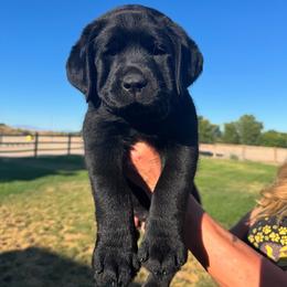 Labrador Retriever Puppies from Blue Line Labradors
