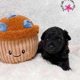 Muffin - Sable female Poodle puppy in Kula, Hawaii from Toy Poodle & Maltipoo Maui