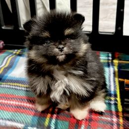 Sansa - Black and tan female Pomeranian puppy in Eagle Pass, Texas from Texas Tumbleweed Poms