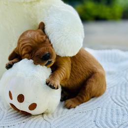 Simba - Dark golden male Golden Retriever puppy in Santa Ana, California from American Golden Retrievers