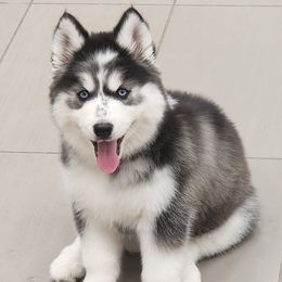 Siberian Huskies from Boden Breeding