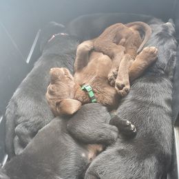Labrador Retriever Puppies from Winchester Kennels