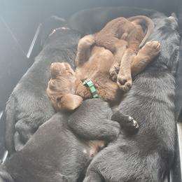Labrador Retriever Puppies from Winchester Kennels