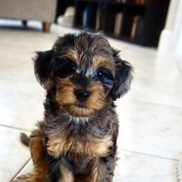 Aussiedoodle, Golden Aussiedoodle, and Goldendoodle Puppies from Miami Mini Doodles