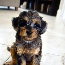 Aussiedoodle, Golden Aussiedoodle, and Goldendoodle Puppies from Miami Mini Doodles