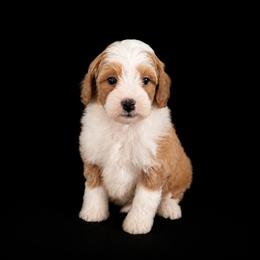 Jesse - Apricot male Goldendoodle puppy in Floyd, Virginia from Hearts and Paws Poodles and Doodles