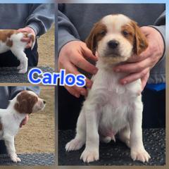 Boy 4 - Red and white male Irish Red and White Setter puppy in Glenwood City, Wisconsin from NyaStar