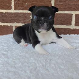 Boy 3 - Black and white male French Bulldog puppy in Gloster, Mississippi from Donna's French Bulldogs