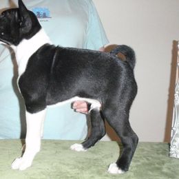 Basenji Puppies from Haus Annandael Basenjis