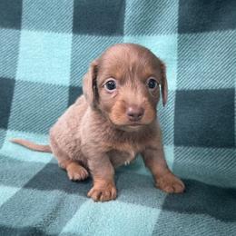 Isabella - Fawn (isabella) and tan male Dachshund puppy in George West, Texas from Rockin M Kennel