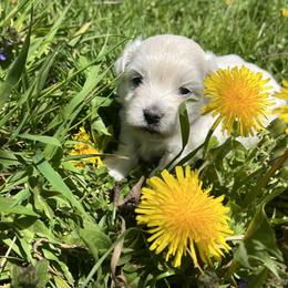 Musket - Purple - White female Coton de Tulear puppy in Rubicon, Wisconsin from Darryl's Cotons de Tulear