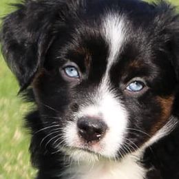 Miniature American Shepherds, Miniature Australian Shepherds, and Toy Australian Shepherds from Pawesome Lil Aussies