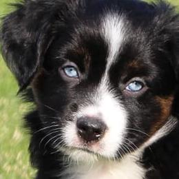 Miniature American Shepherds, Miniature Australian Shepherds, and Toy Australian Shepherds from Pawesome Lil Aussies