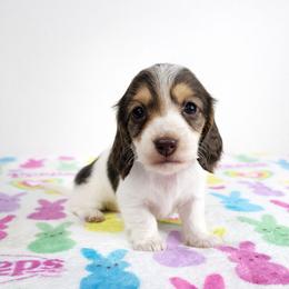 Chocolate and tan piebald female - Piebald female Dachshund puppy in Belle Rive, Illinois from Akin's Miniature Dachshunds, LLC