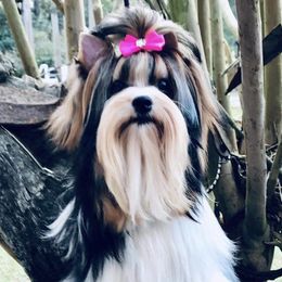 Nina - Biewer Terrier