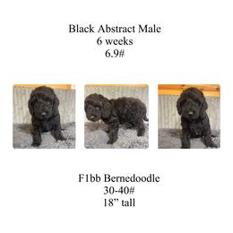 Black abstract male - Black and white male Bernedoodle puppy in Clarksville, Iowa from Iowa Heartland Doodles