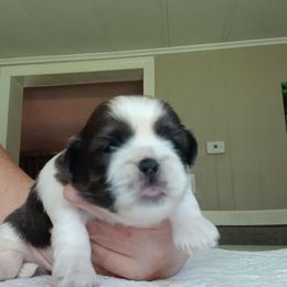 Charlotte - Blue and white female Shih Tzu puppy in Virginia from Kbsshihtzus