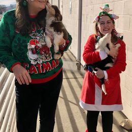 Aussiedoodle, Australian Shepherd, Miniature American Shepherd, and Miniature Australian Shepherd Puppies from Bline's Awesome Aussies