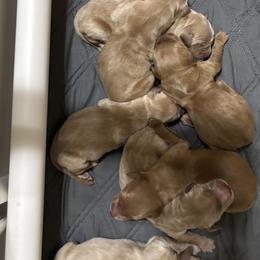 Boy 3 - male Golden Retriever puppy in Anaheim, California from Prim's Golden Retrievers