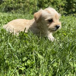 Morkie puppies from Pawsitive Paws🐾