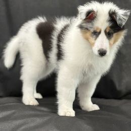 Cleopatra - Blue merle white and tan female Collie puppy in Linden, New Jersey from Juan's Biewer Terriers and Collies