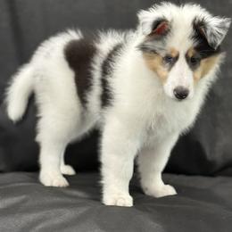 Cleopatra - Blue merle white and tan female Collie puppy in Linden, New Jersey from Juan's Biewer Terriers and Collies