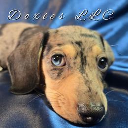 AKC Gizmo -Parents DNA- 3,800 - Fawn (isabella) and cream male Dachshund puppy in Kansas City, Missouri from Divine Doxies LLC