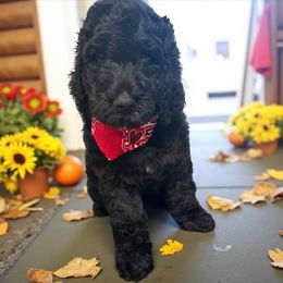 Ozzy - Black male Goldendoodle puppy in Prosperity, Pennsylvania from Stelladoodles & Company