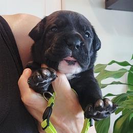 Ms. Yellow  Northgold Everlasting Dream - Black female Cane Corso puppy in Palm Coast, Florida from Northgold Cane Corso